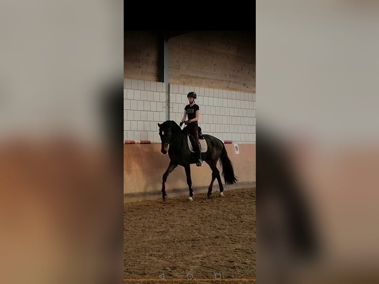 Westphalian Gelding 5 years 17,1 hh in Paderborn Westphalian Gelding 5 years 17,1 hh in Paderborn
