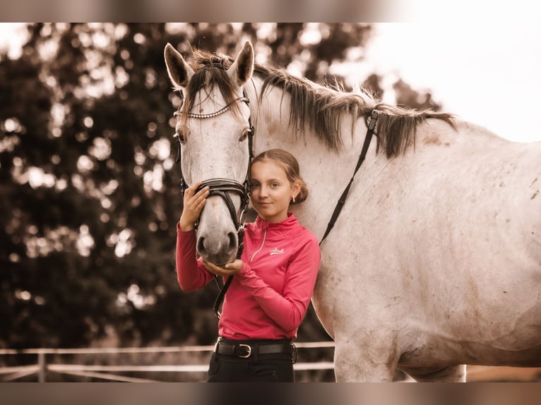 Westphalian Gelding 5 years 17,1 hh Grey-Dapple in Berkatal