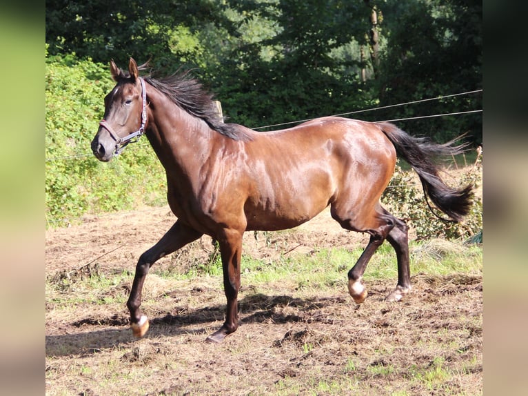 Westphalian Gelding 5 years 17,1 hh Smoky-Black in Minden