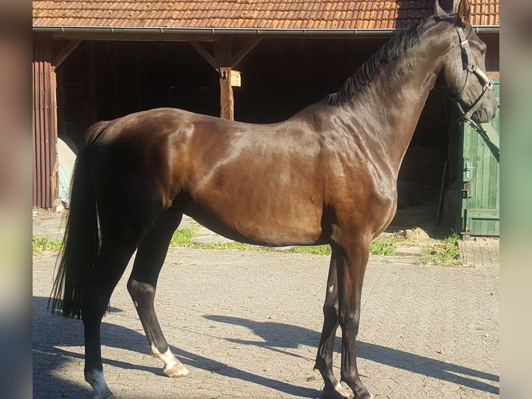 Westphalian Gelding 5 years 17,1 hh Smoky-Black in Minden