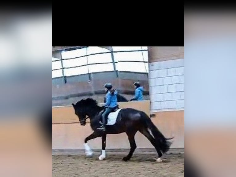 Westphalian Gelding 5 years 17,1 hh Smoky-Black in Paderborn