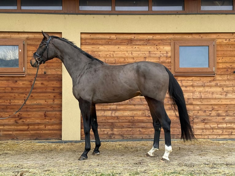 Westphalian Gelding 5 years 17,2 hh Brown in Pezinok
