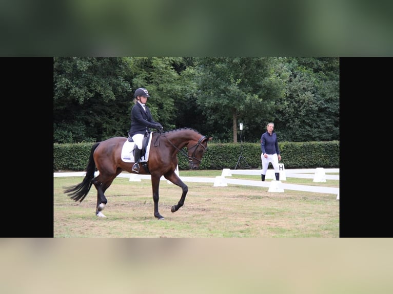 Westphalian Gelding 5 years 17,2 hh Smoky-Black in NordhornNordhorn