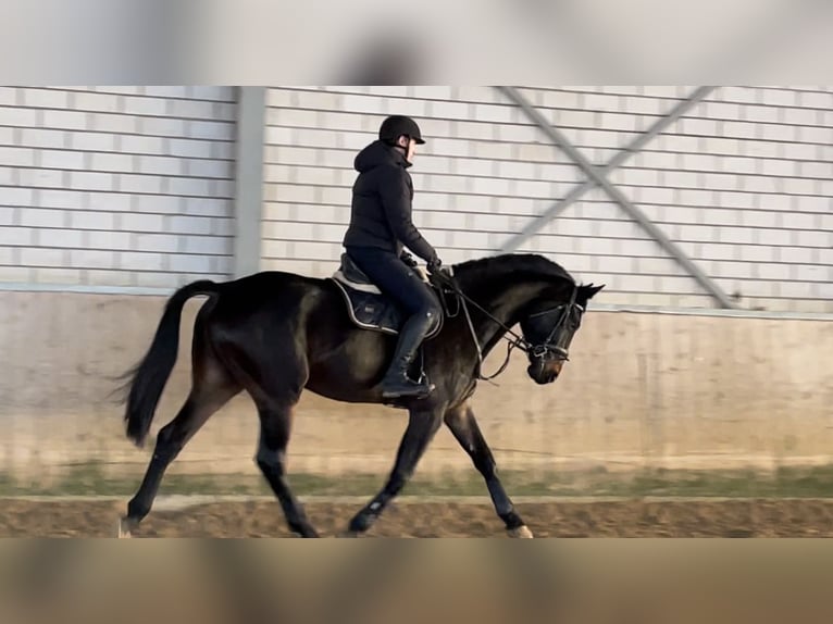 Westphalian Gelding 5 years 17,3 hh Smoky-Black in Windhagen