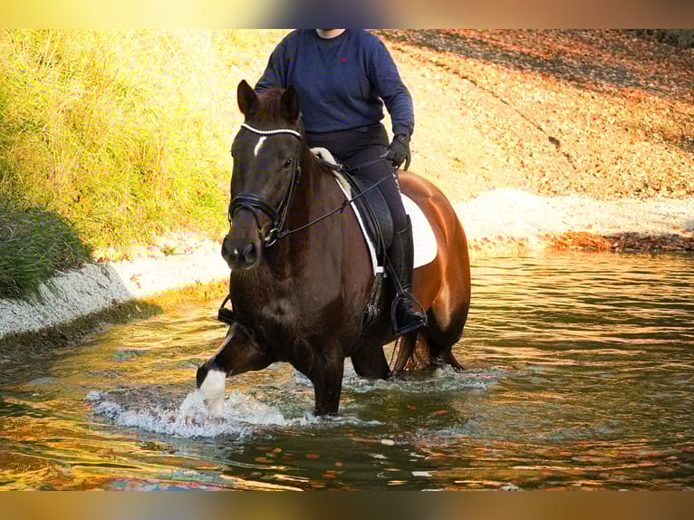 Westphalian Gelding 5 years 18 hh Chestnut in Nettersheim