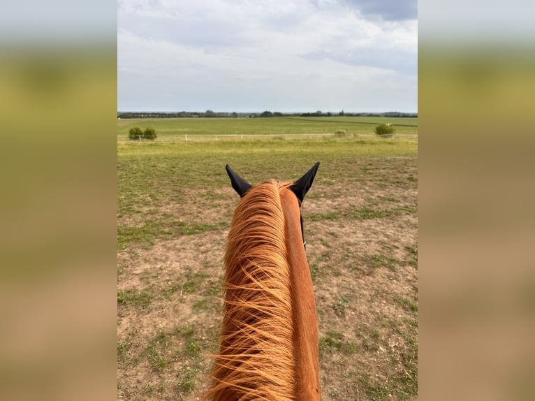 Westphalian Gelding 5 years 18 hh Chestnut-Red in Leipzig