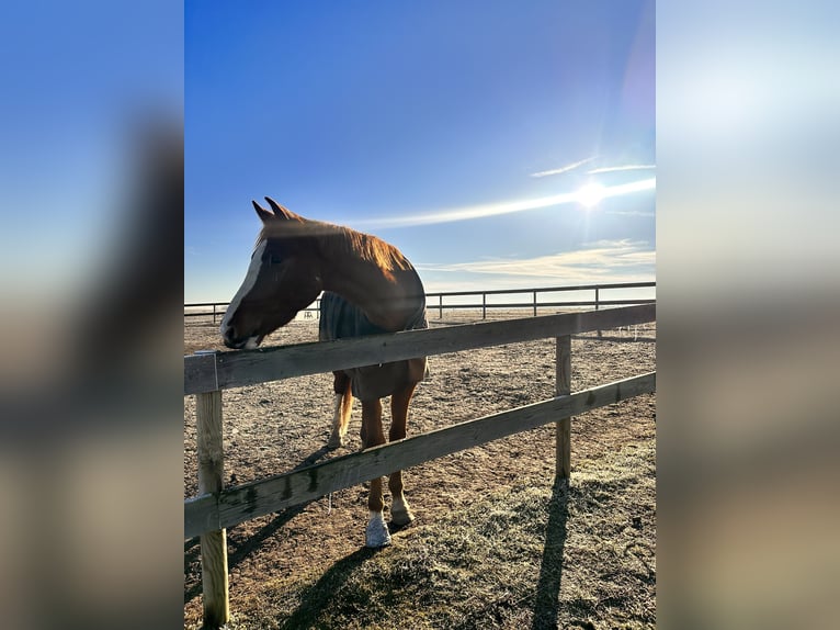 Westphalian Gelding 5 years 18 hh Chestnut-Red in Leipzig
