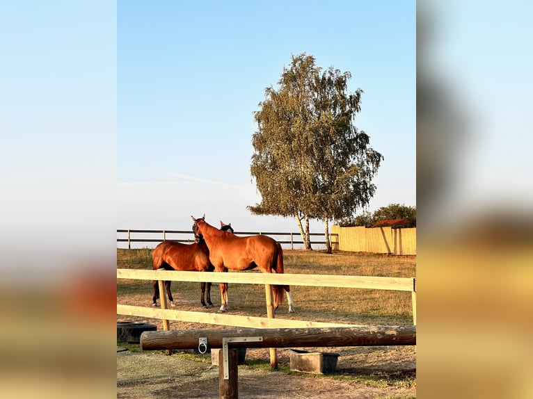 Westphalian Gelding 5 years 18 hh Chestnut-Red in Leipzig
