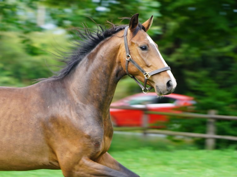 Westphalian Gelding 5 years Brown in Hamm