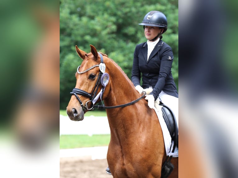 Westphalian Gelding 5 years Brown in Meinersen