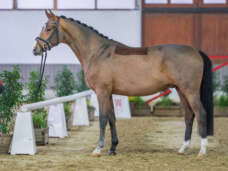 Westphalian Gelding 5 years Brown in Mnster-Handorf