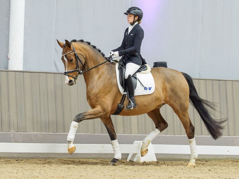 Westphalian Gelding 5 years Brown in Mnster-Handorf