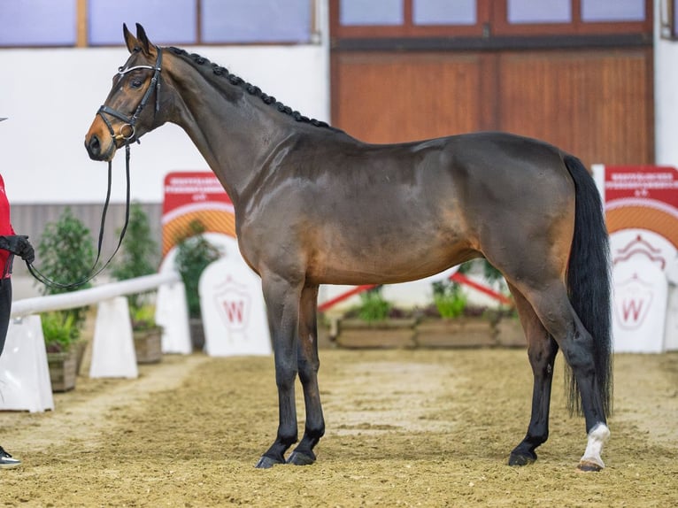 Westphalian Gelding 5 years Brown in Münster-Handorf