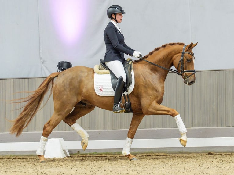 Westphalian Gelding 5 years Brown in Münster-Handorf