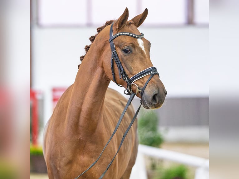 Westphalian Gelding 5 years Brown in Münster-Handorf