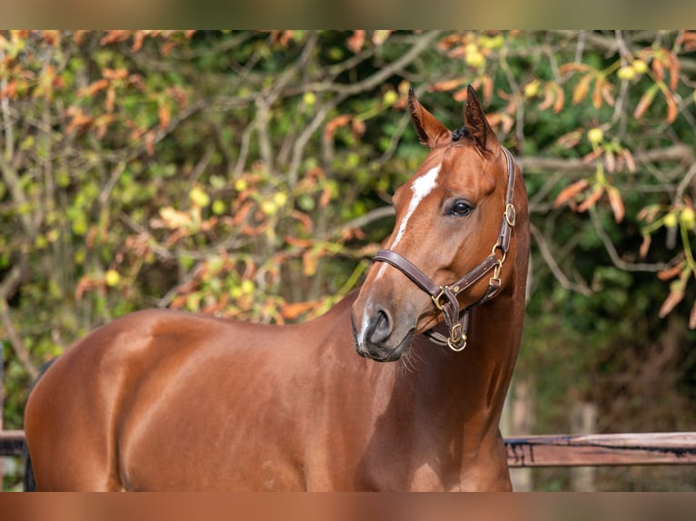 Westphalian Gelding 5 years Brown in GROTE-BROGEL