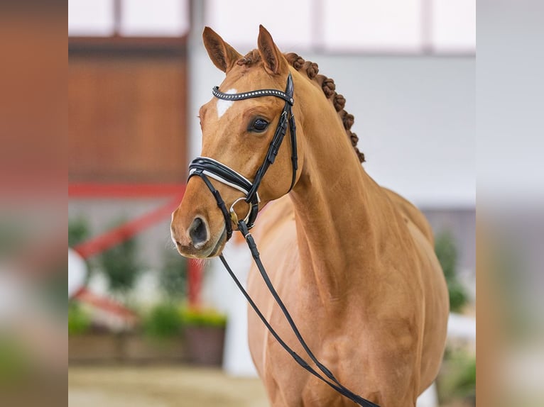 Westphalian Gelding 5 years Chestnut-Red in Münster-Handorf