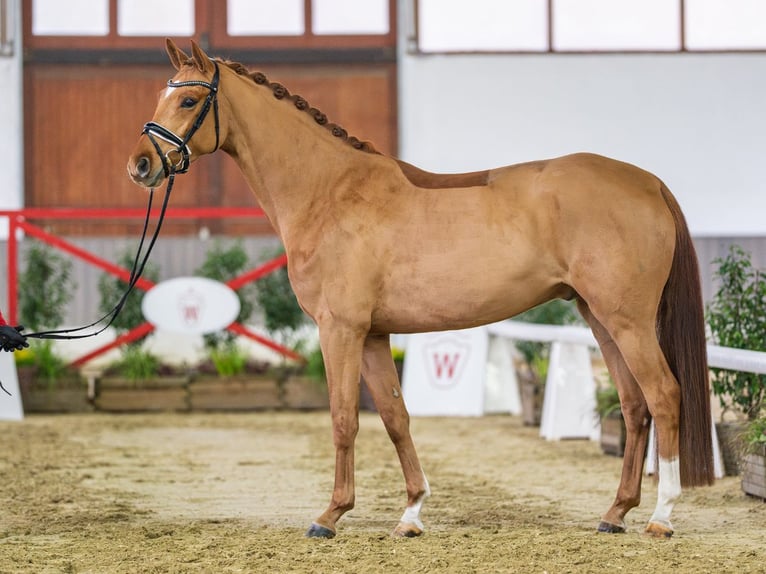 Westphalian Gelding 5 years Chestnut-Red in Münster-Handorf