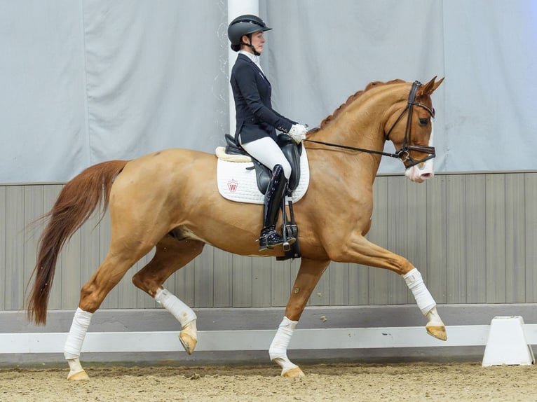 Westphalian Gelding 5 years Chestnut-Red in Münster-Handorf