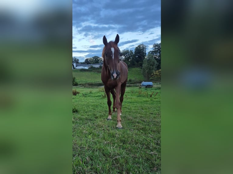 Westphalian Gelding 5 years Chestnut-Red in H&#xFC;ckeswagen