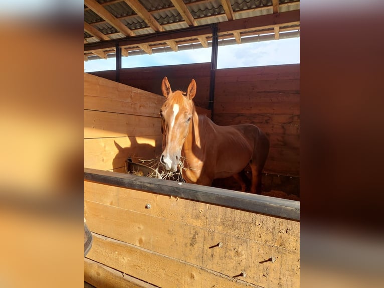 Westphalian Gelding 5 years Chestnut-Red in H&#xFC;ckeswagen