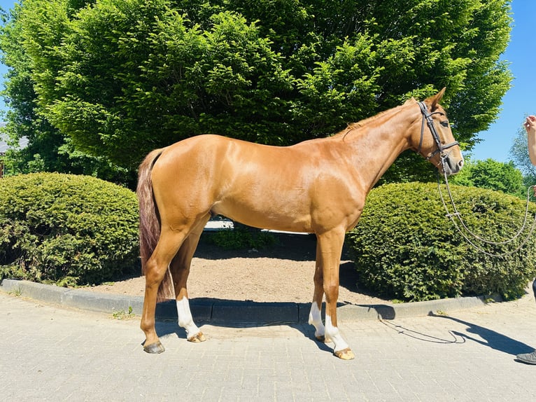 Westphalian Gelding 5 years Chestnut-Red in Zülpich