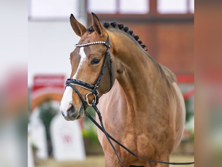 Westphalian Gelding 5 years in Mnster-Handorf