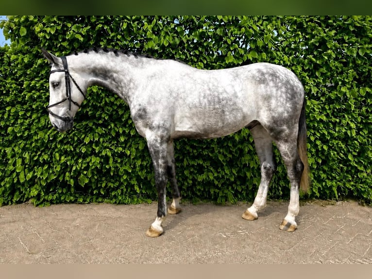 Westphalian Gelding 5 years Grey in Tönisvorst