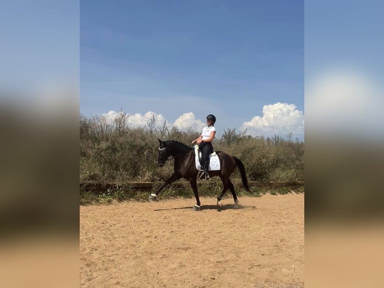 Westphalian Gelding 6 years 15,2 hh Black in Prag