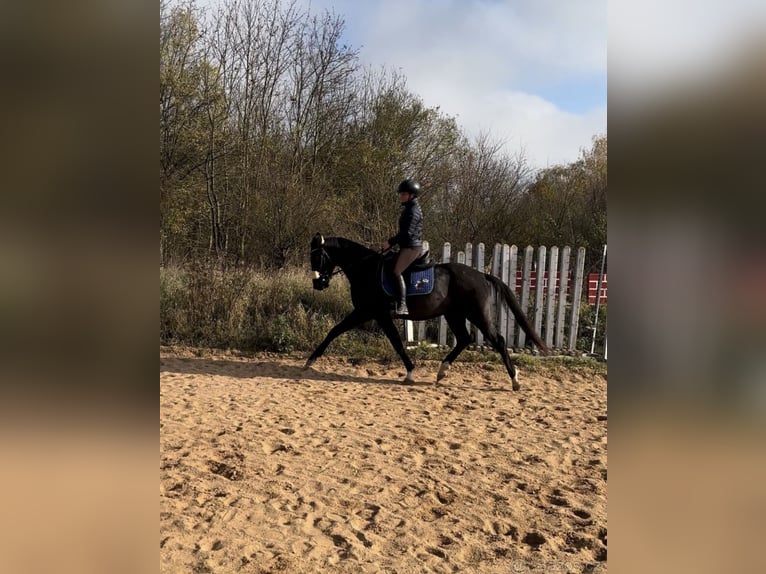 Westphalian Gelding 6 years 15,2 hh Black in Prag