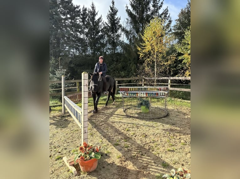 Westphalian Gelding 6 years 15,2 hh Black in Prag