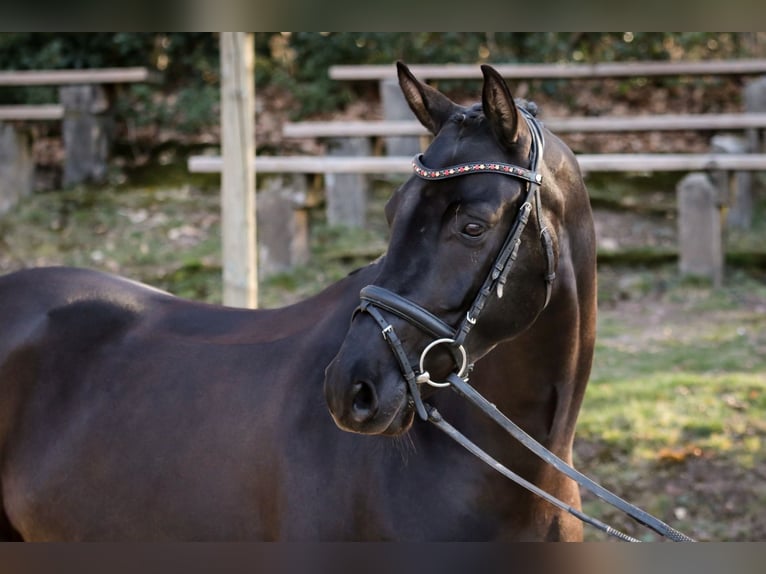 Westphalian Gelding 6 years 15,3 hh Black in Wuppertal