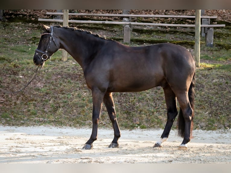 Westphalian Gelding 6 years 15,3 hh Black in Wuppertal