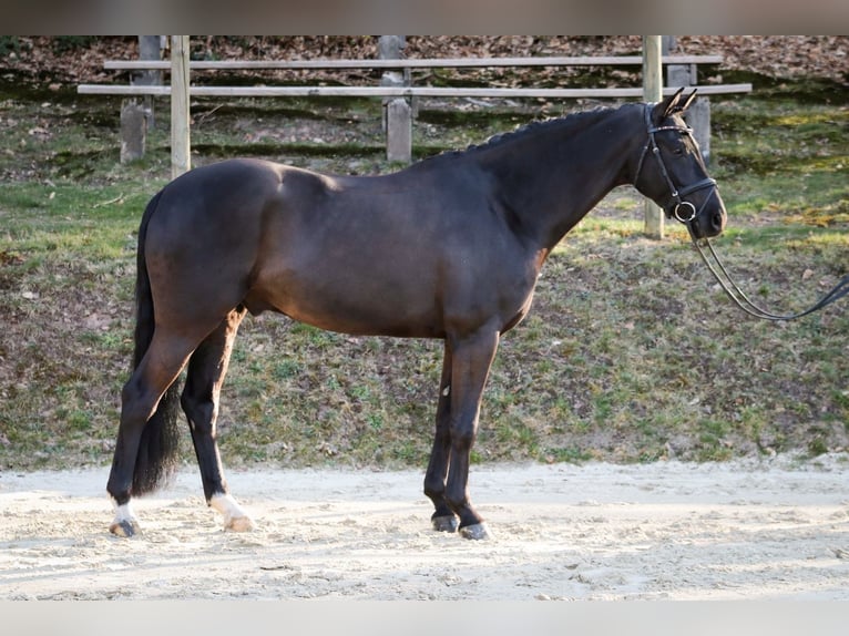 Westphalian Gelding 6 years 15,3 hh Black in Wuppertal