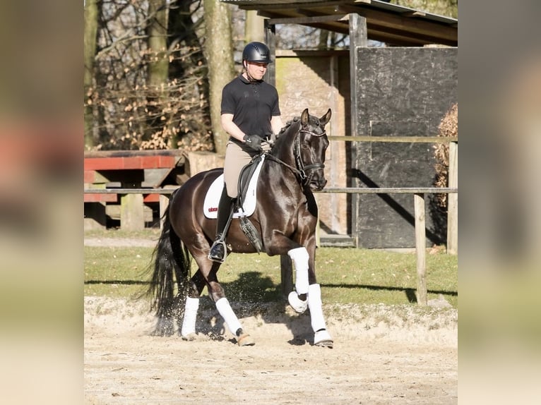 Westphalian Gelding 6 years 15,3 hh Black in Wuppertal