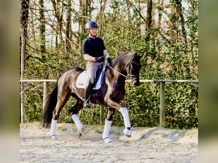 Westphalian Gelding 6 years 15,3 hh Black in Wuppertal