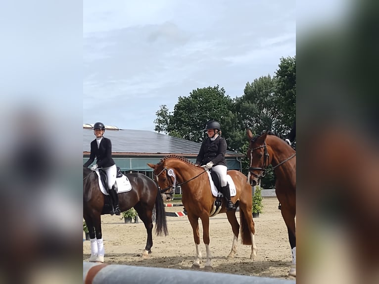 Westphalian Gelding 6 years 15.3 hh Chestnut-Red in Billerbeck