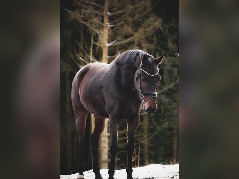 Westphalian Gelding 6 years 15,3 hh in Nettersheim