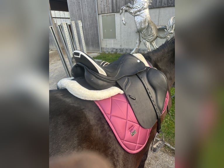 Westphalian Mix Gelding 6 years 15,1 hh Bay-Dark in Hörsching