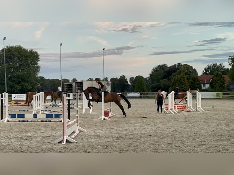 Westphalian Gelding 6 years 16,1 hh Bay-Dark in Bocholt