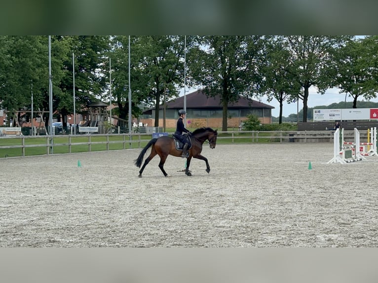 Westphalian Gelding 6 years 16,1 hh Bay-Dark in Bocholt