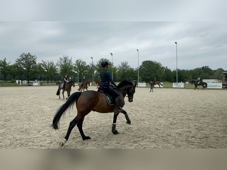 Westphalian Gelding 6 years 16,1 hh Bay-Dark in Bocholt