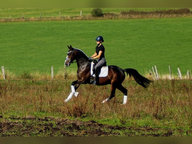 Westphalian Gelding 6 years 16.1 hh Bay-Dark in Iserlohn