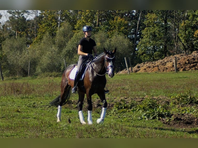 Westphalian Gelding 6 years 16.1 hh Bay-Dark in Iserlohn