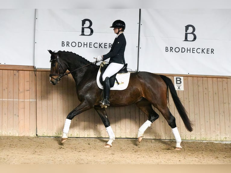 Westphalian Gelding 6 years 16.1 hh Bay-Dark in Riedstadt