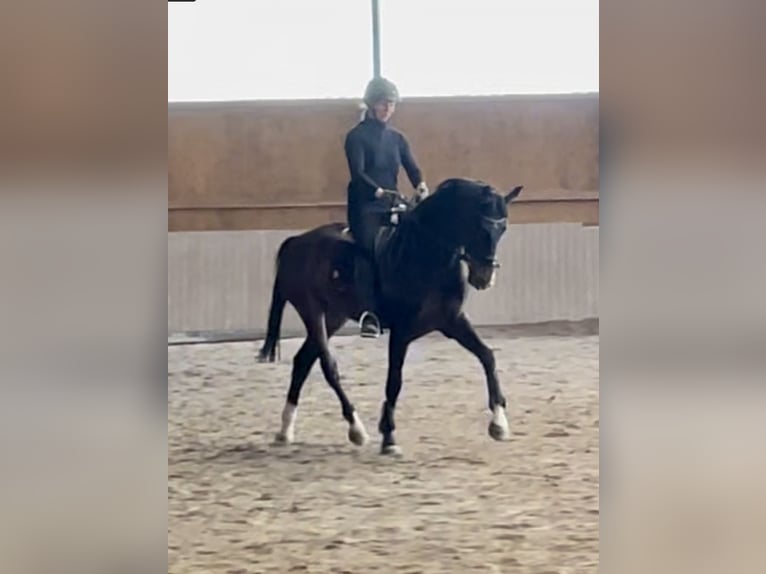 Westphalian Gelding 6 years 16,1 hh Bay-Dark in Schenklengsfeld