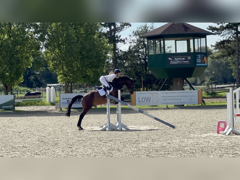 Westphalian Gelding 6 years 16,1 hh Bay-Dark in Bocholt