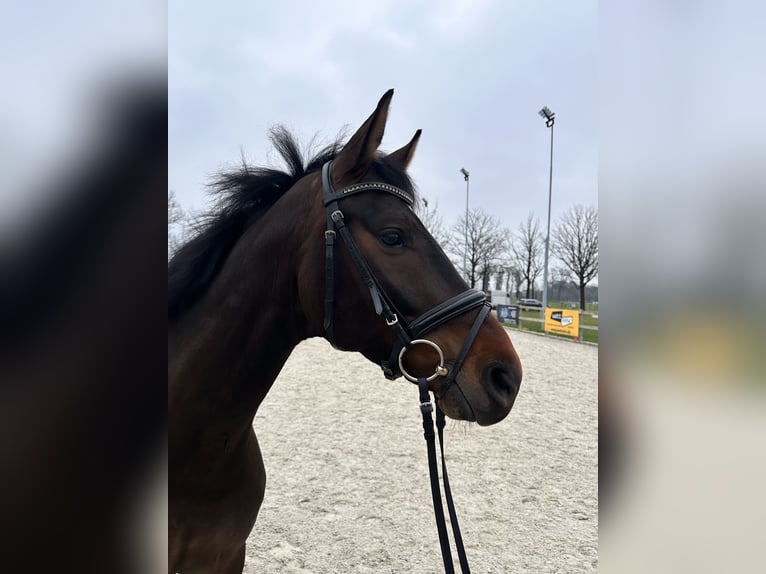 Westphalian Gelding 6 years 16,1 hh Bay-Dark in Bocholt