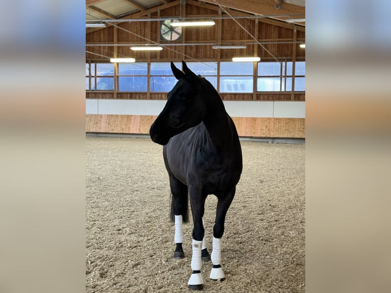 Westphalian Gelding 6 years 16,1 hh Black in Erharting