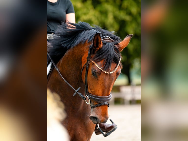 Westphalian, Gelding, 6 years, 16.1 hh, Brown